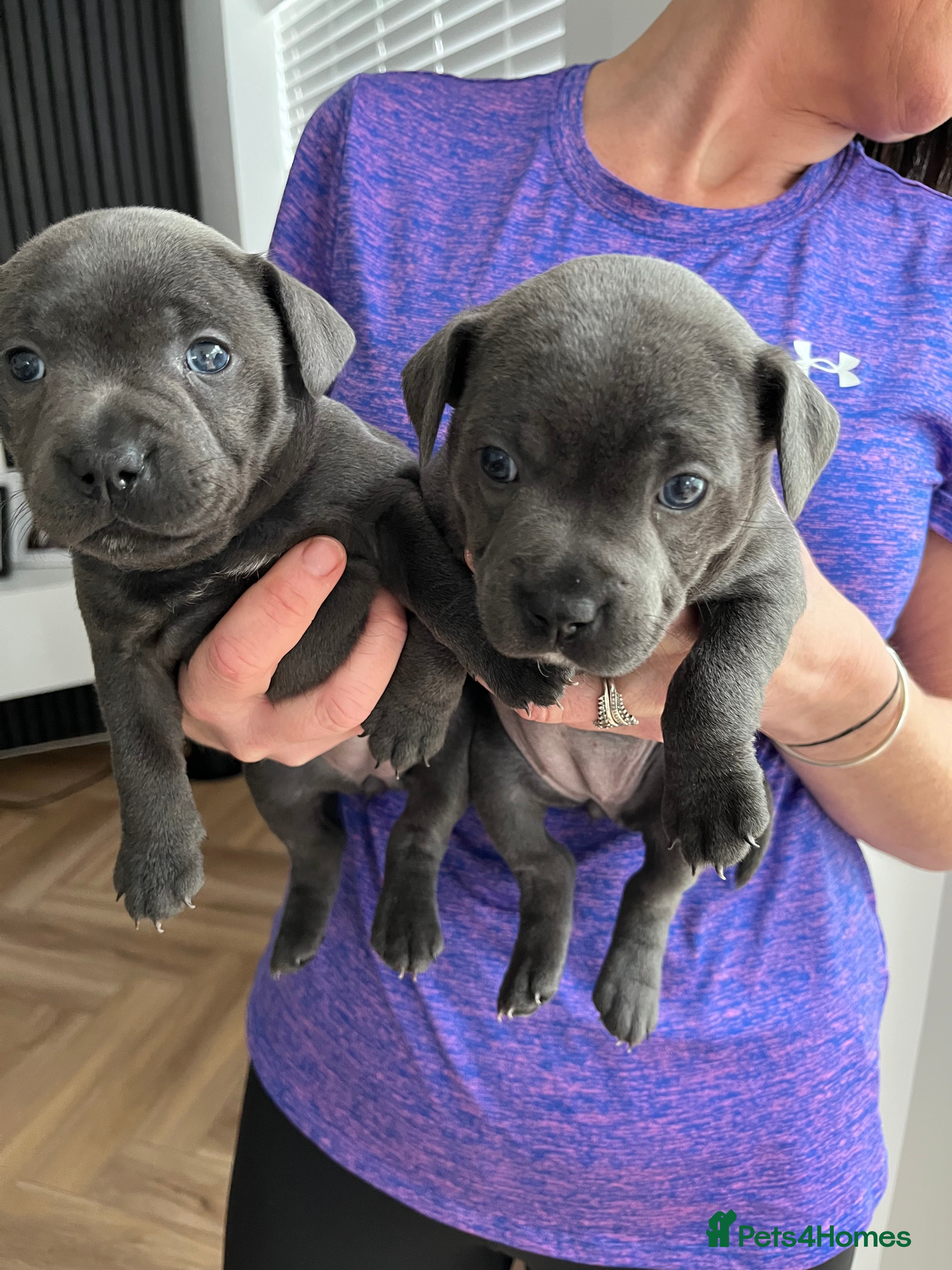 Staffordshire Bull Terrier dogs KC registered female Staffordshire bull terriors in Wirral - Advert 6