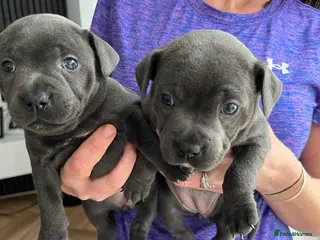 Staffordshire Bull Terrier dogs KC registered female Staffordshire bull terriors in Wirral - Advert 6