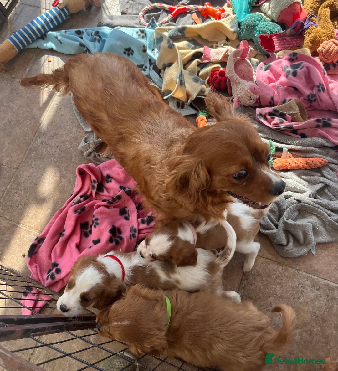 Cavalier King Charles Spaniel dogs for sale: Stunning cavalier King Charles puppies  - Image 4