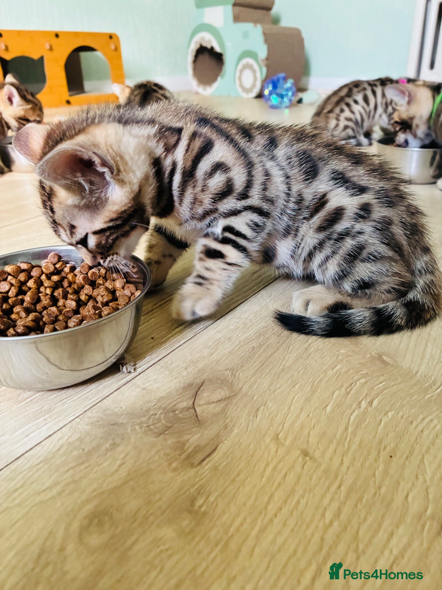 Bengal cats LAST ONE! Beautiful Bengal kittens .  - Advert 2