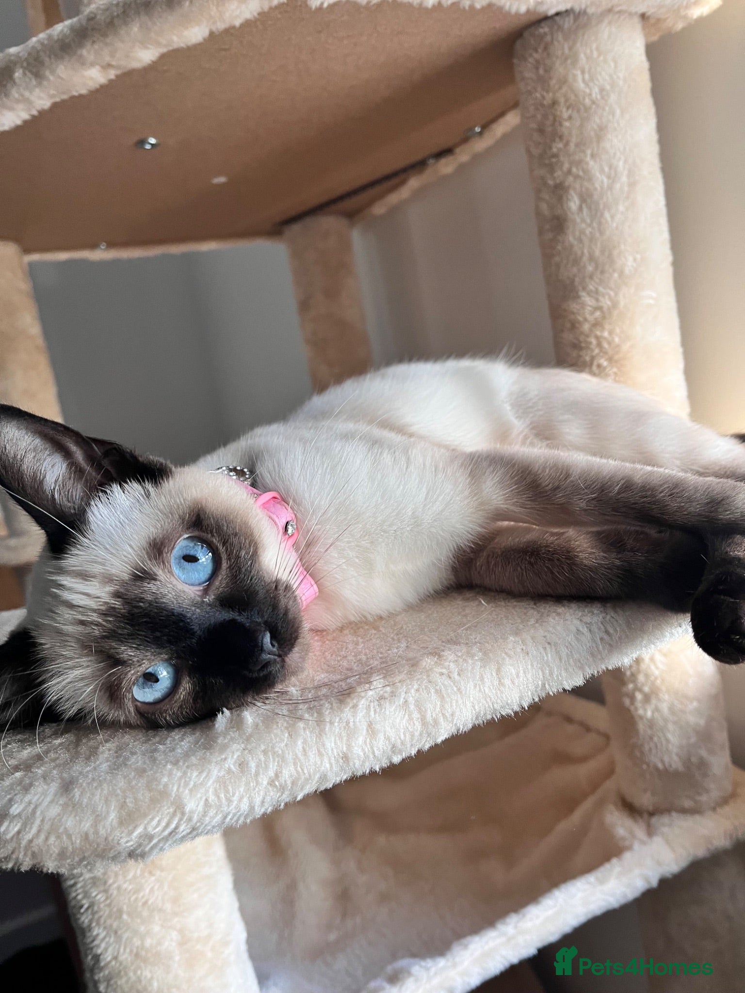 Siamese cats 2 year old siamese female  - Advert 1