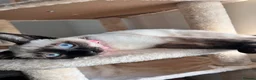 Siamese cats for sale: 2 year old siamese female  - Advert 1