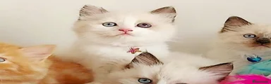 GIRL WITH 2 COLOUR OF HER EYES
