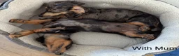 Miniature Dachshund dogs for sale: Dachchund puppy boy in Wellingborough - Advert 7
