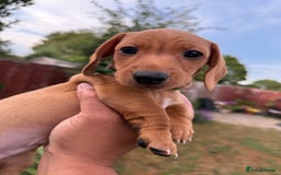 Miniature Dachshund dogs for sale: Ready now cream and red mini smooth Dachshund  - Image 1