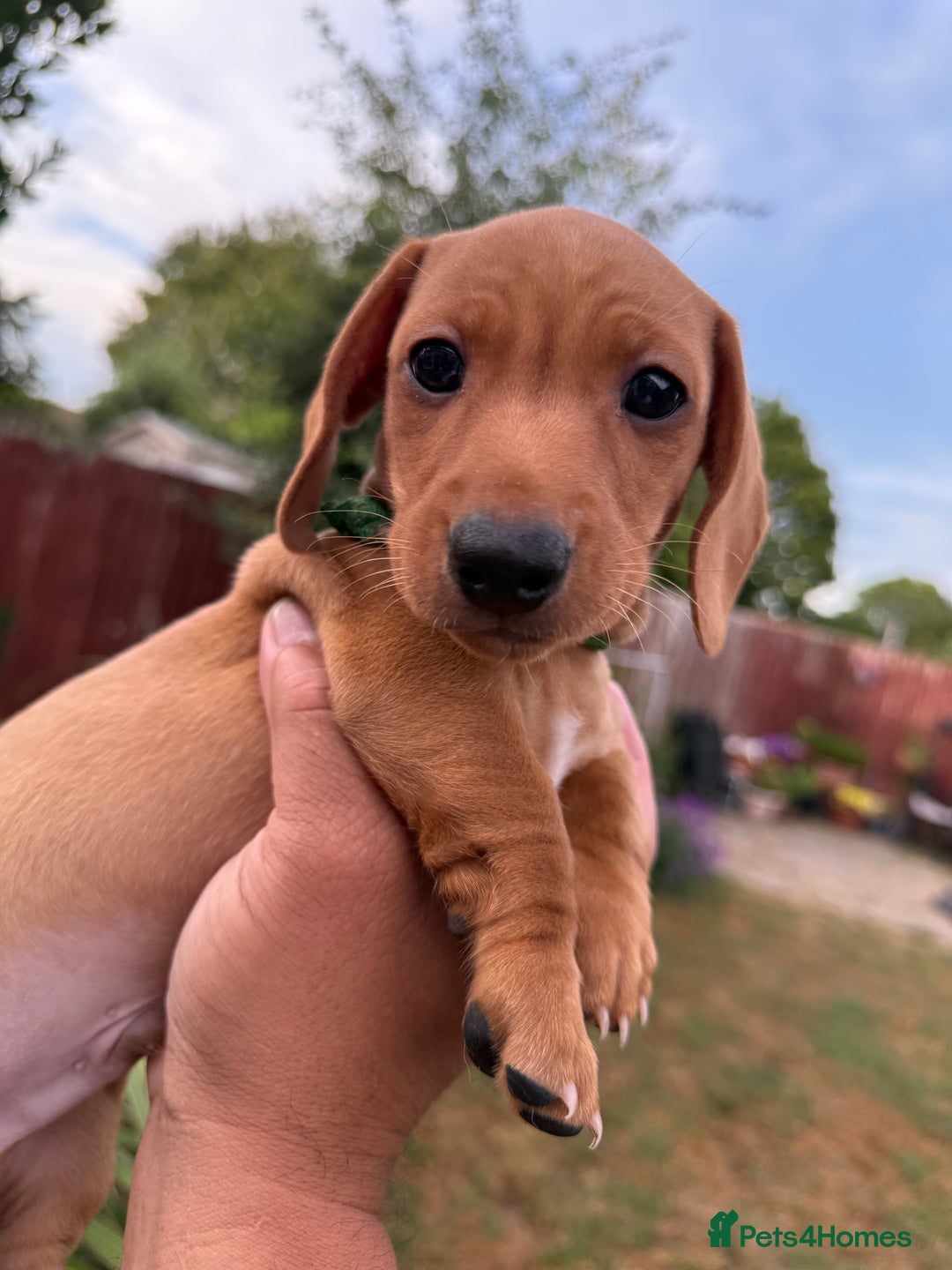 Miniature Dachshund dogs for sale: Ready now cream and red mini smooth Dachshund  - Image 1