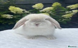 Mini Lop rabbits for sale: Stunning Pure Bred Mini Lop Boys - Image 4