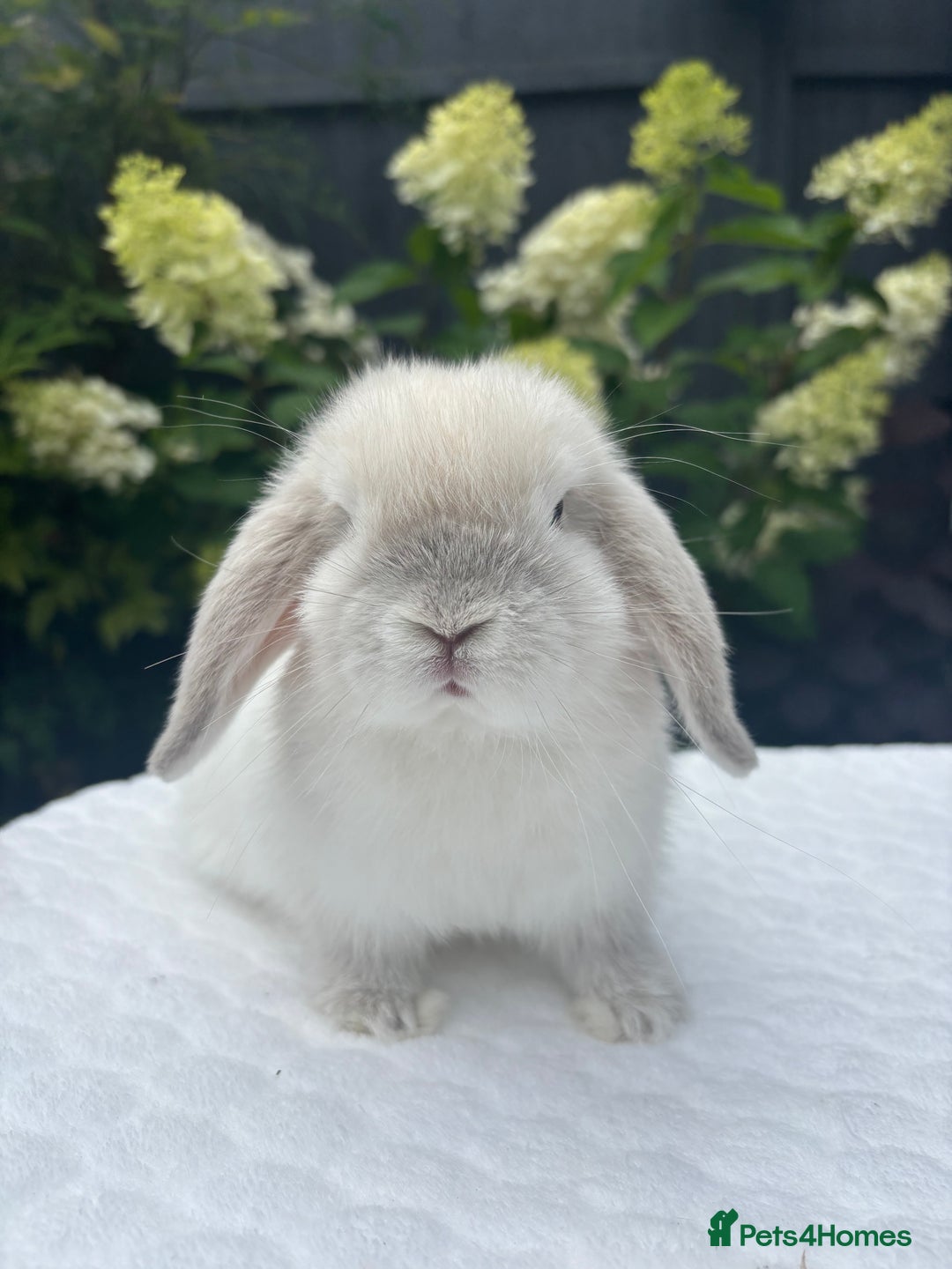 Mini Lop rabbits for sale: Stunning Pure Bred Mini Lop Boys - Image 4