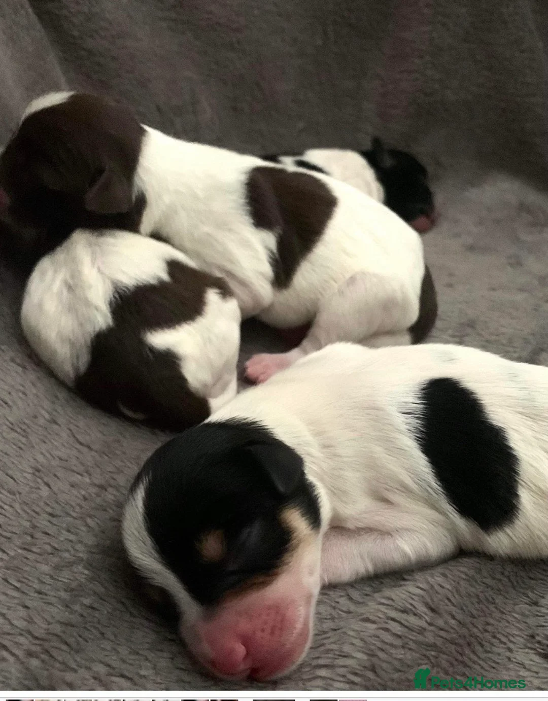 Miniature Schnauzer dogs for stud: KC CHOC/WHITE MIN SCHNAUZER BVA AND MAC CLEAR in Coventry - Advert 19