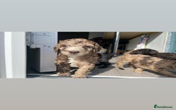 Miniature Poodle dogs for stud:  Chocolate Merle miniature poodle  in York - Image 23