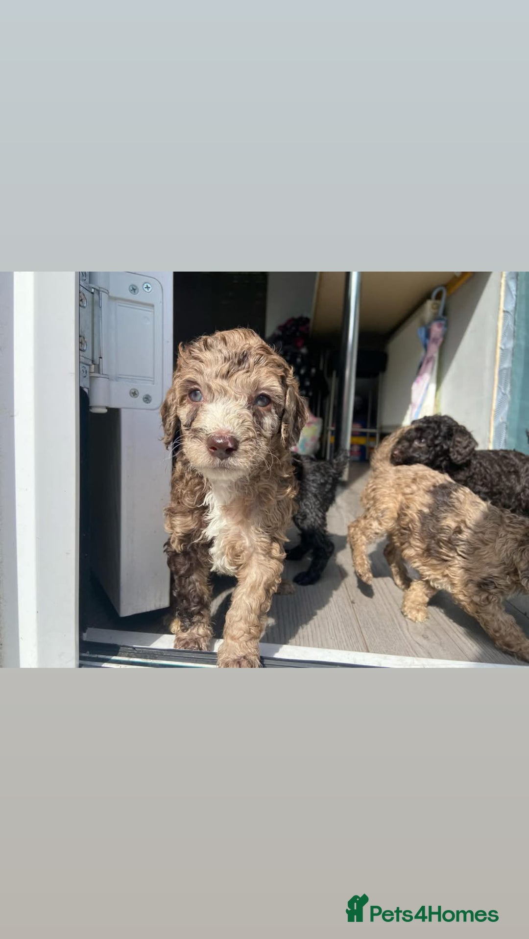 Miniature Poodle dogs for stud:  Chocolate Merle miniature poodle  in York - Image 23