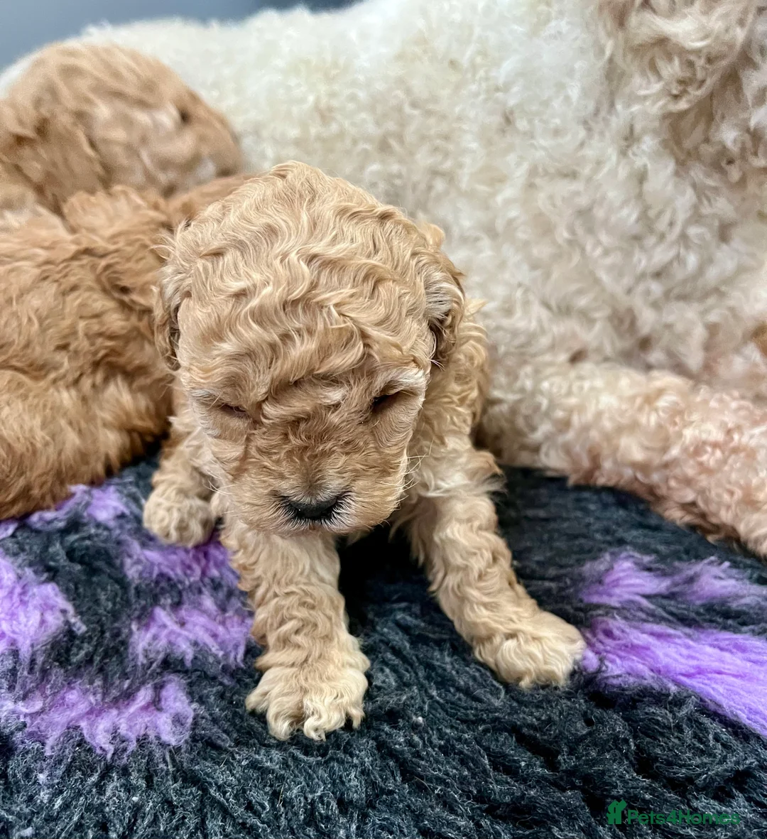 Cockapoo dogs for sale: Stunning f2b cockapoo pups  - Advert 4