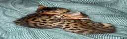 Bengal cats for sale: ONLY FOUR Stunning✨GLITTER Coat✨Bengal kittens  - Advert 16
