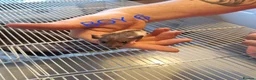 Rat rodents for sale: Baby male and female dumbos and rex rats  - Advert 15