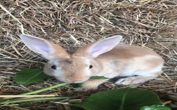Rex rabbits for sale: Beautiful Purebred Velvet Mini Rex babies  - Image 27