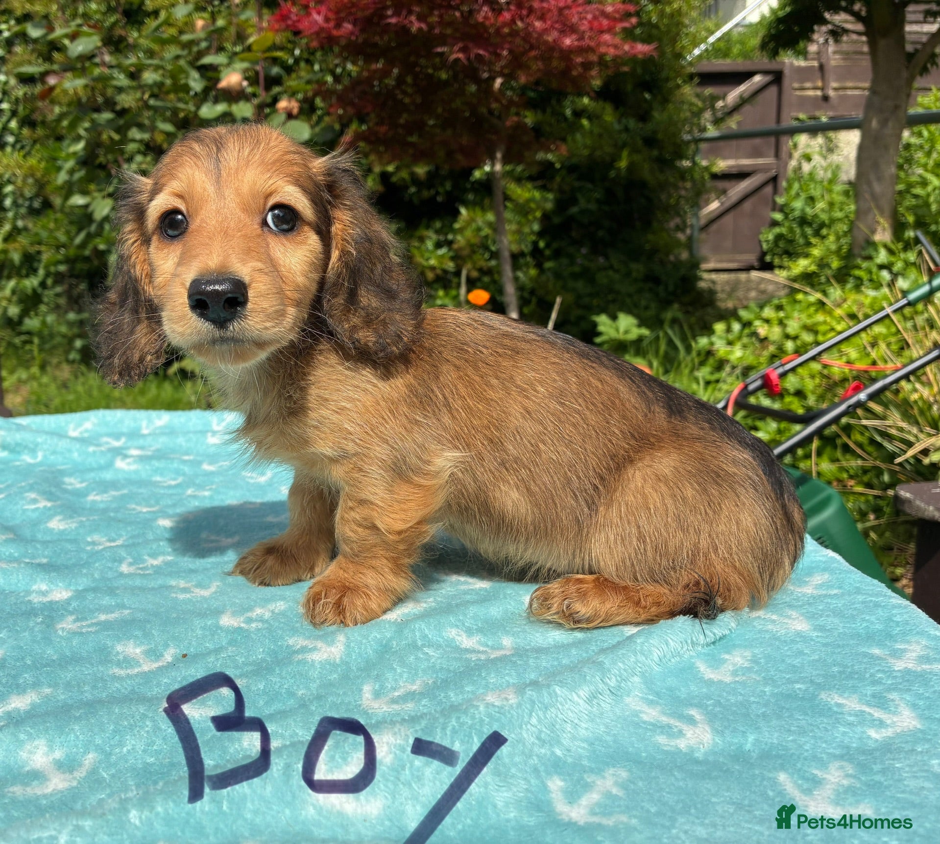 Miniature Dachshund dogs GORGEOUS KC reg PRA CLEAR MINI DACHSHUND PUPPIES - Advert 1