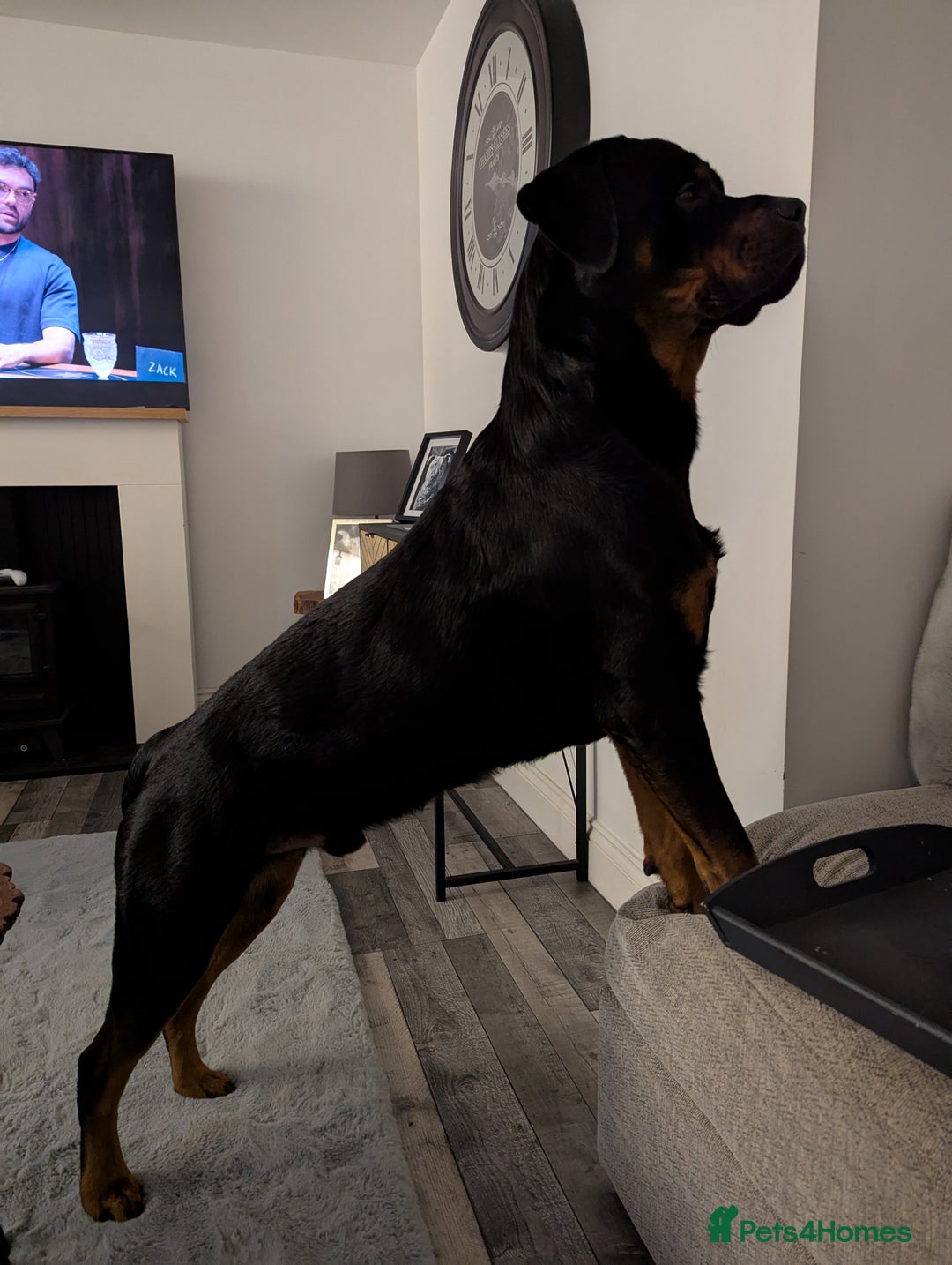 Rottweiler dogs for stud: Rottweiler for STUD only (not for sale/rehoming) - Advert 18