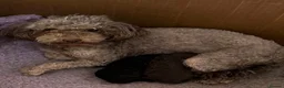 Toy Poodle dogs for sale: Little toy poodle  - Advert 3