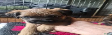 Border Terrier 3