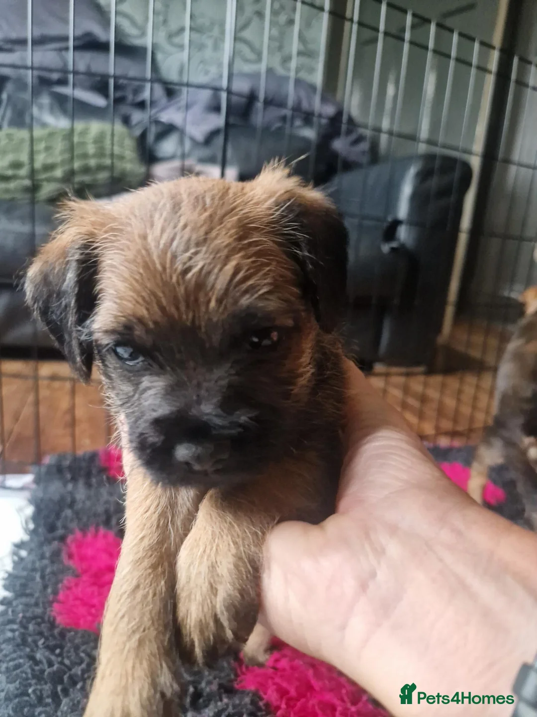 Border Terrier dogs for sale: Border Terrier Puppies - Advert 2