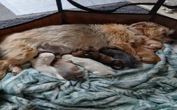 Chorkie dogs for sale:  Beautiful Chorkie pups for sale  - Image 1