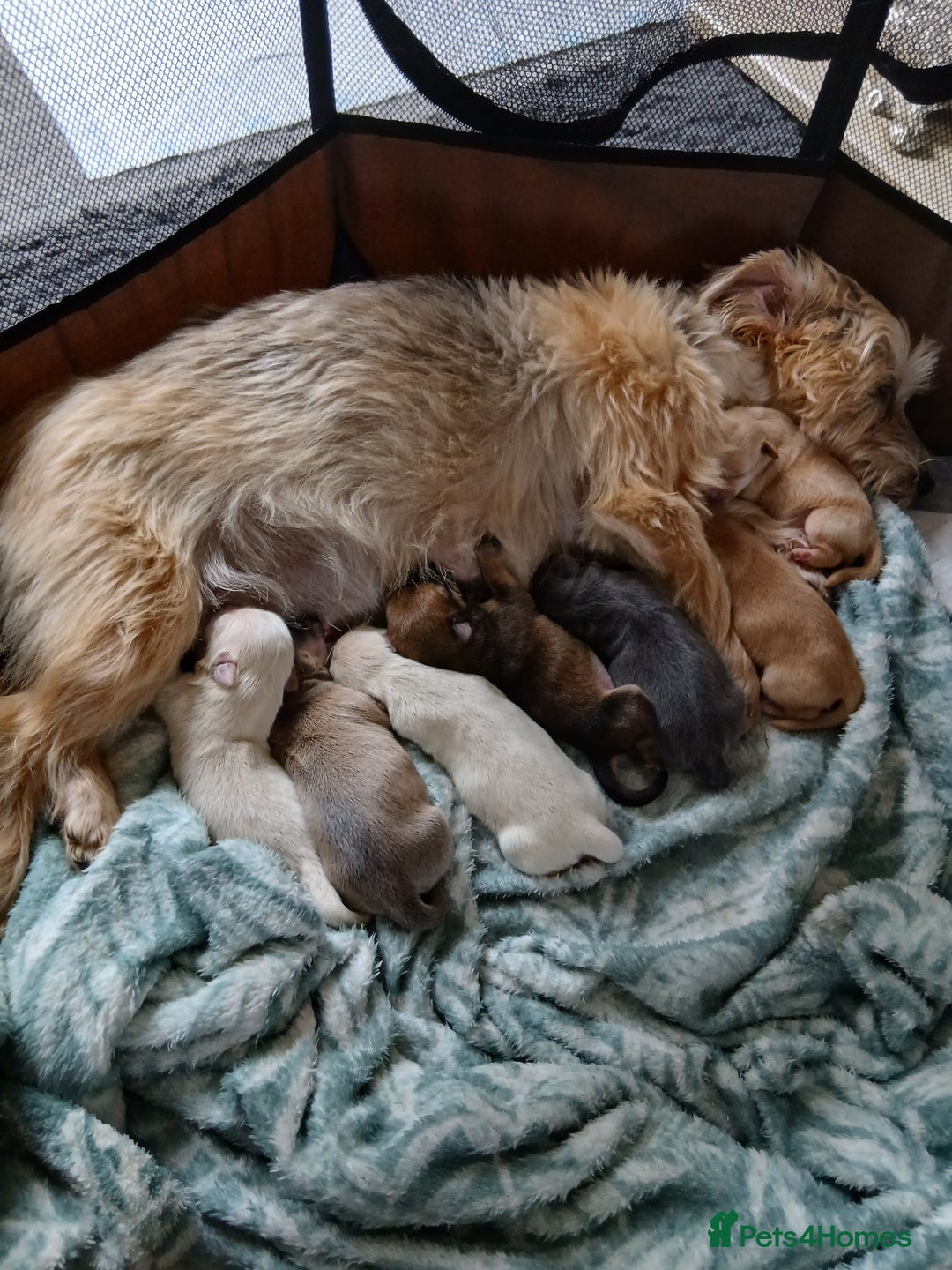 Chorkie dogs for sale:  Beautiful Chorkie pups for sale  - Image 1