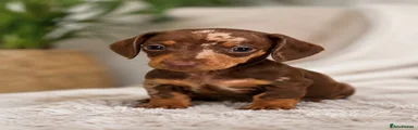Dachshund 2