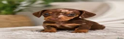 Dachshund dogs for sale: Miniature Dachshunds - Advert 4