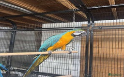 Parrots birds for sale: Blue and Gold Macaw Parrots & Extremely Friendly - Image 3