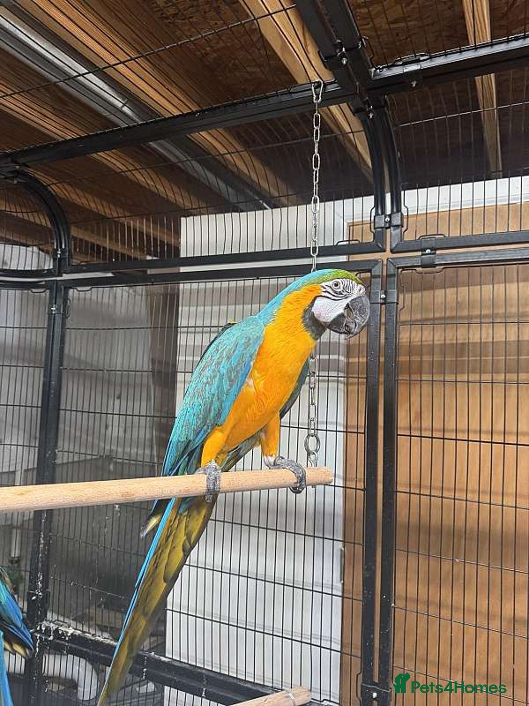 Parrots birds for sale: Blue and Gold Macaw Parrots & Extremely Friendly - Image 3
