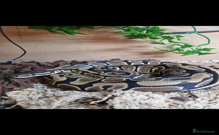 Snake reptiles - Advert 8