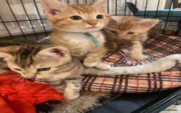 Domestic Shorthair cats for sale: Tabby & Ginger Kittens - Image 4