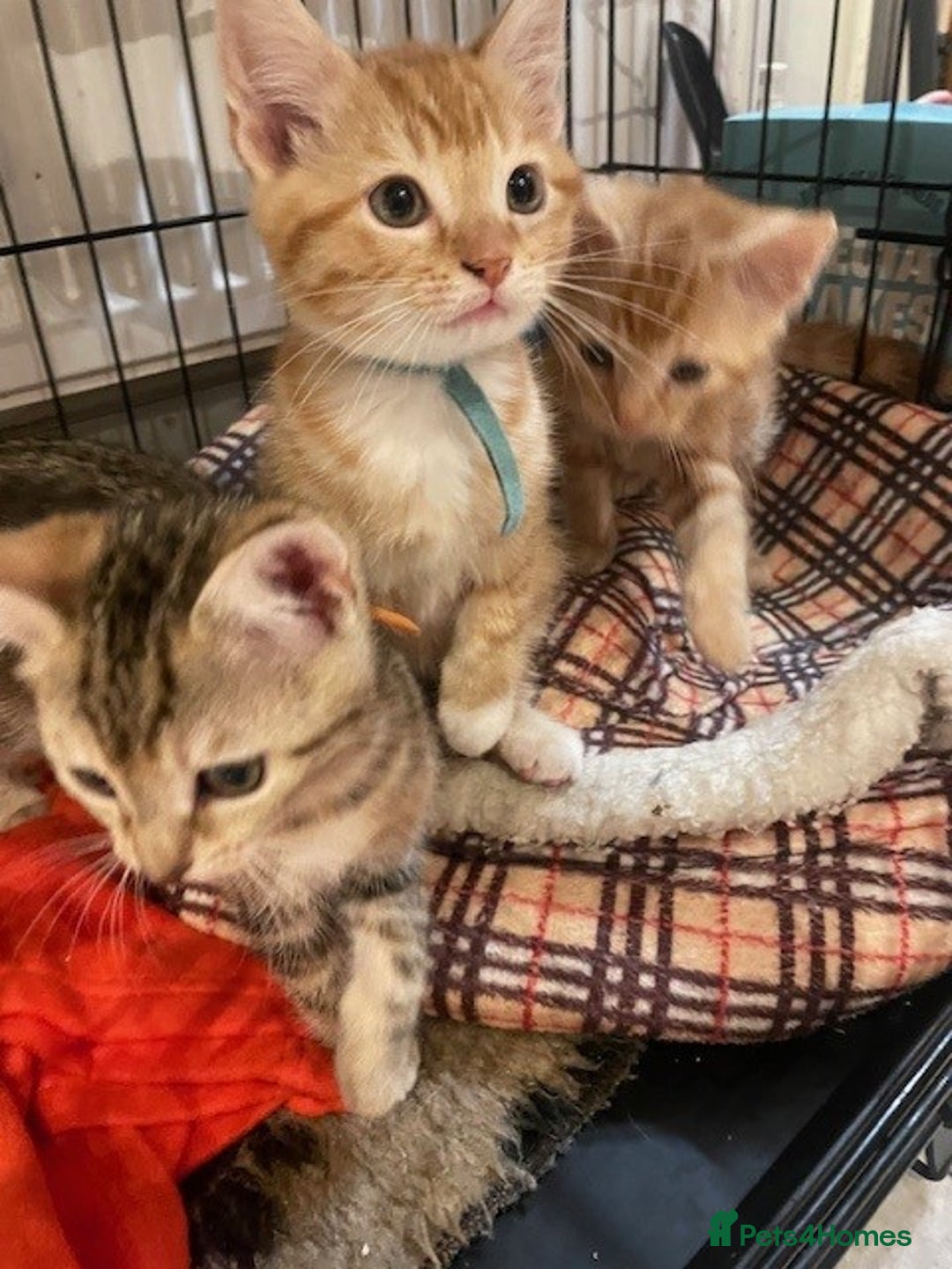 Domestic Shorthair cats for sale: Tabby & Ginger Kittens - Image 4