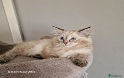 Ragdoll cats for sale: Pure loving ragdool ready for new home  - Image 17