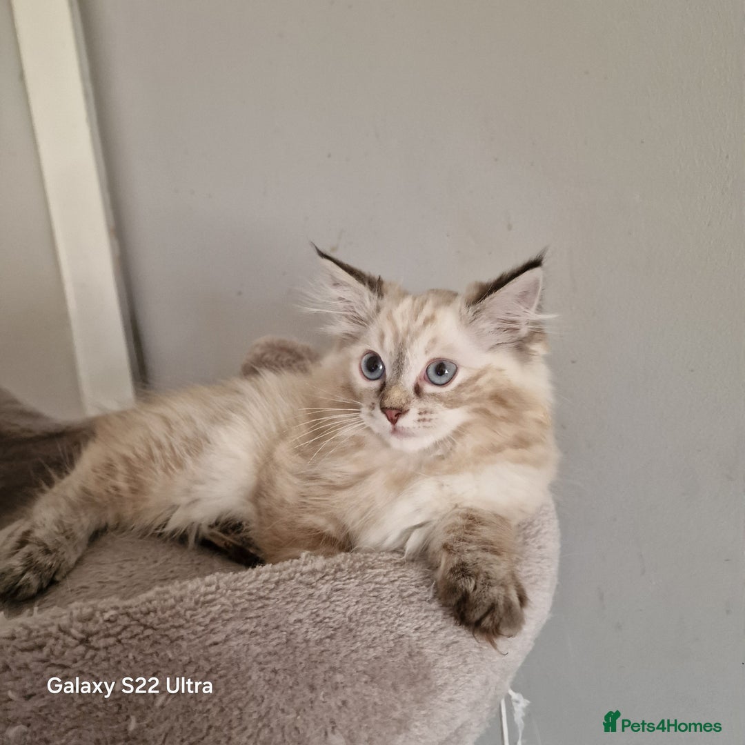 Ragdoll cats for sale: Pure loving ragdool ready for new home  - Image 17