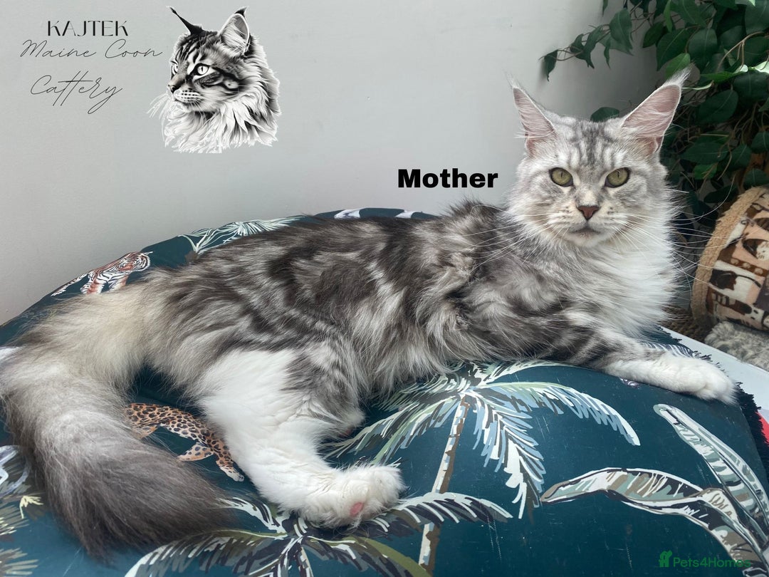 Maine Coon cats for sale: Russian Lane Shaded Maine Coon  - Image 5