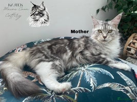 Maine Coon cats - Advert 14