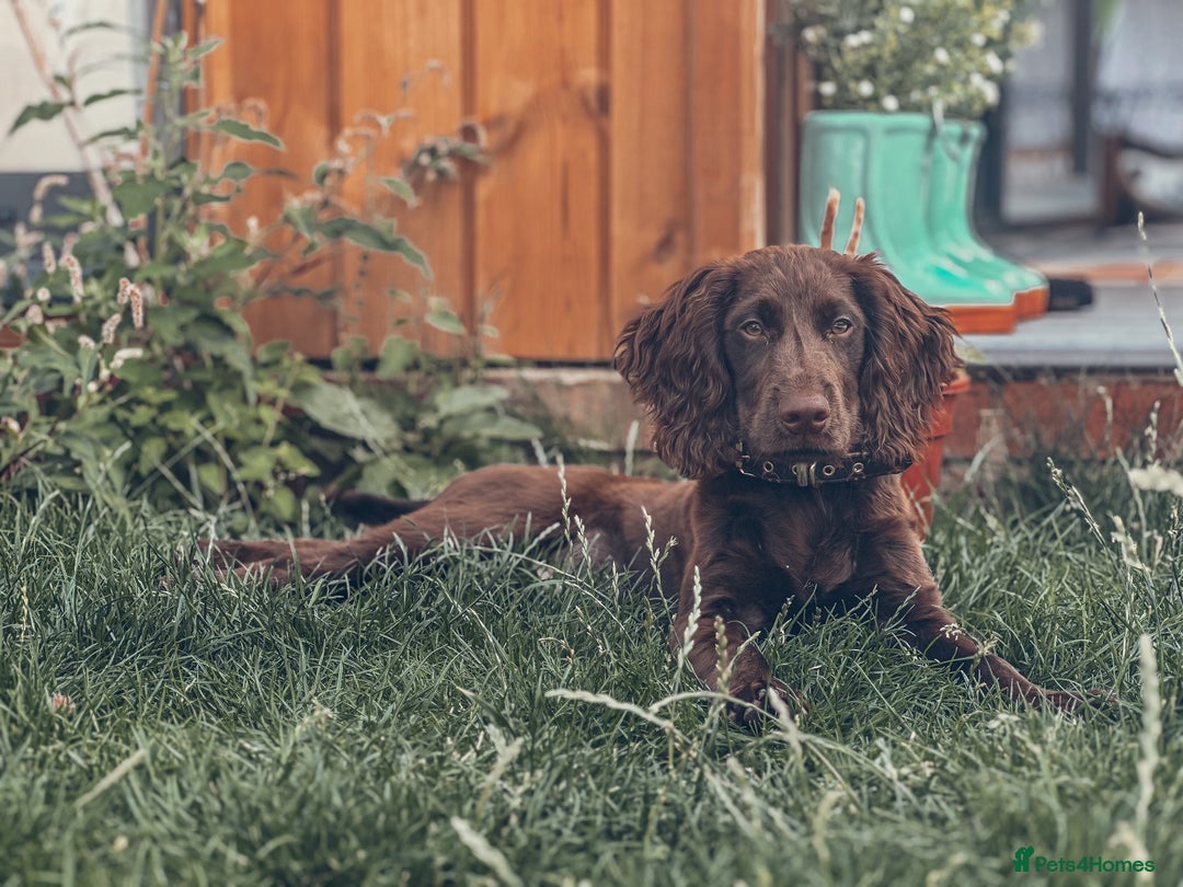 Cocker Spaniel dogs for sale: 4 months old working cocker spaniel - Image 8