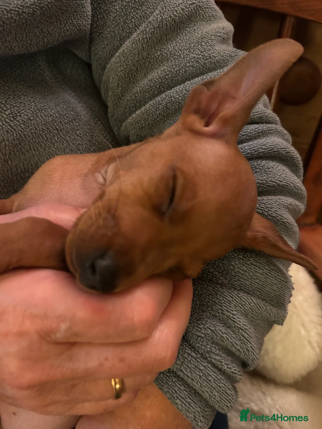 Miniature Pinscher dogs for sale: Stunning KC Miniature Pinscher puppies - Advert 12