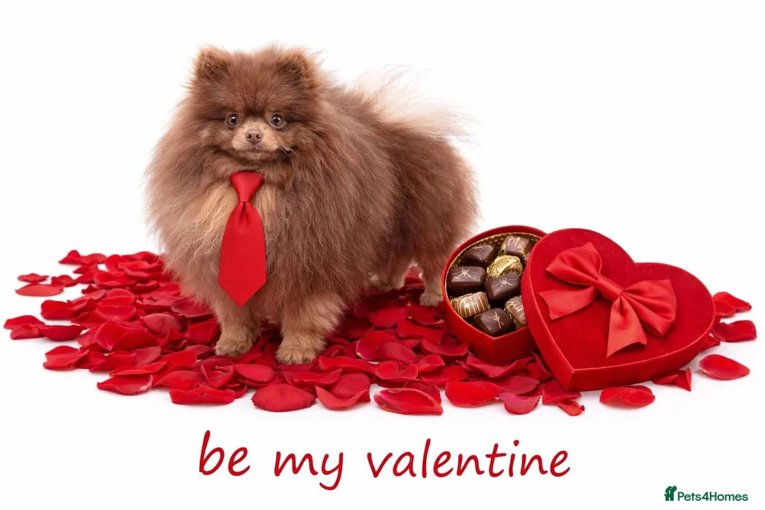 Pomeranian dogs for sale: 100% POMERANIAN PUPS!🐻 DNA&HEALTH TESTED!🧬 - Advert 16