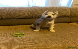 Siberian Husky dogs for sale: Husky puppies  - Image 12