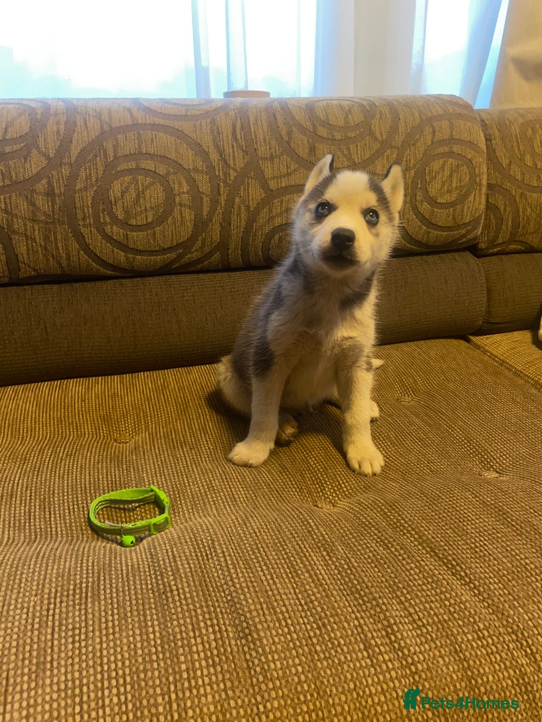 Siberian Husky dogs for sale: Husky puppies  - Image 12