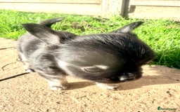 Chihuahua dogs for sale: Gorgeous Chihuahua Puppies  - Advert 11