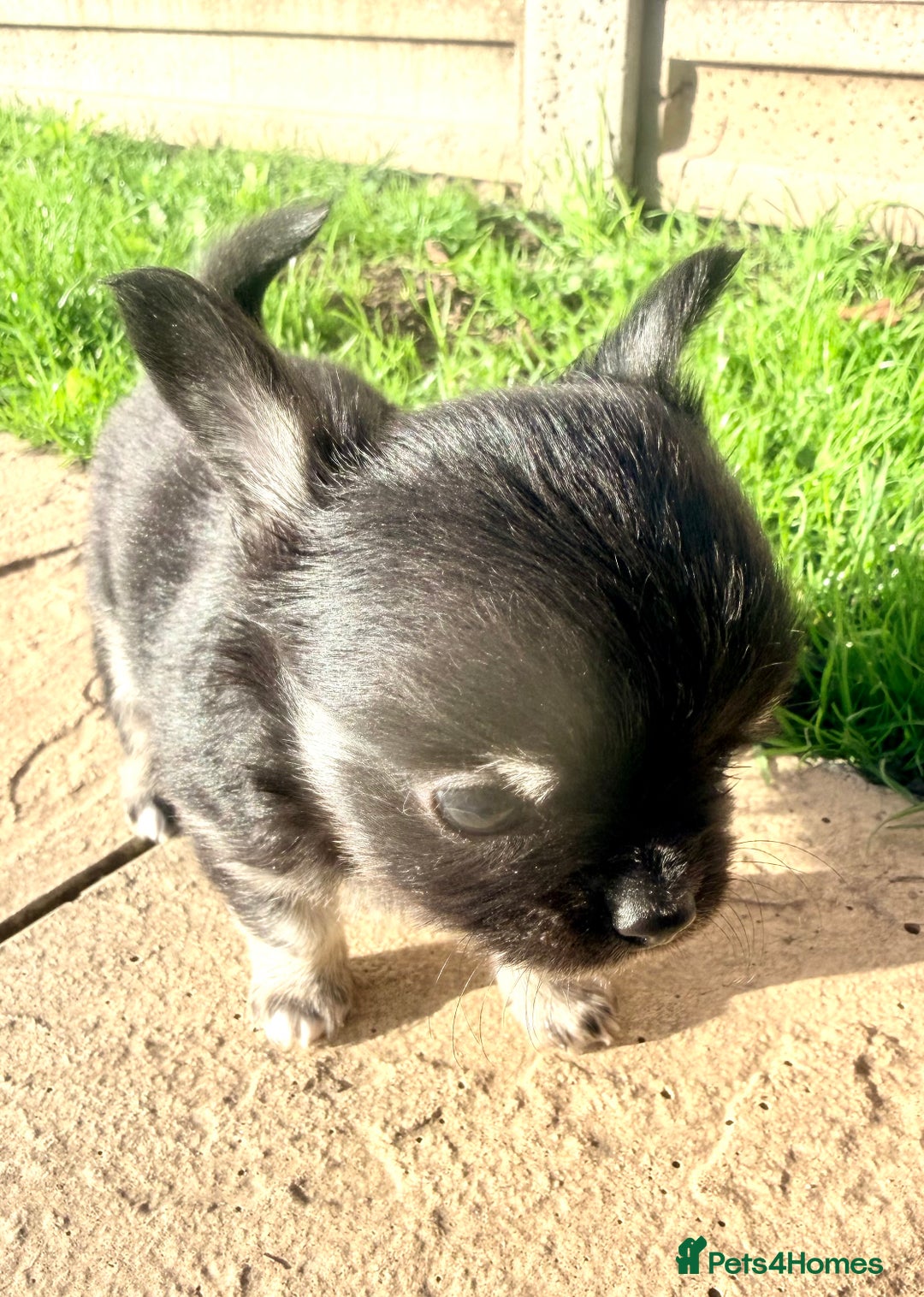 Chihuahua dogs for sale: Gorgeous Chihuahua Puppies  - Advert 11