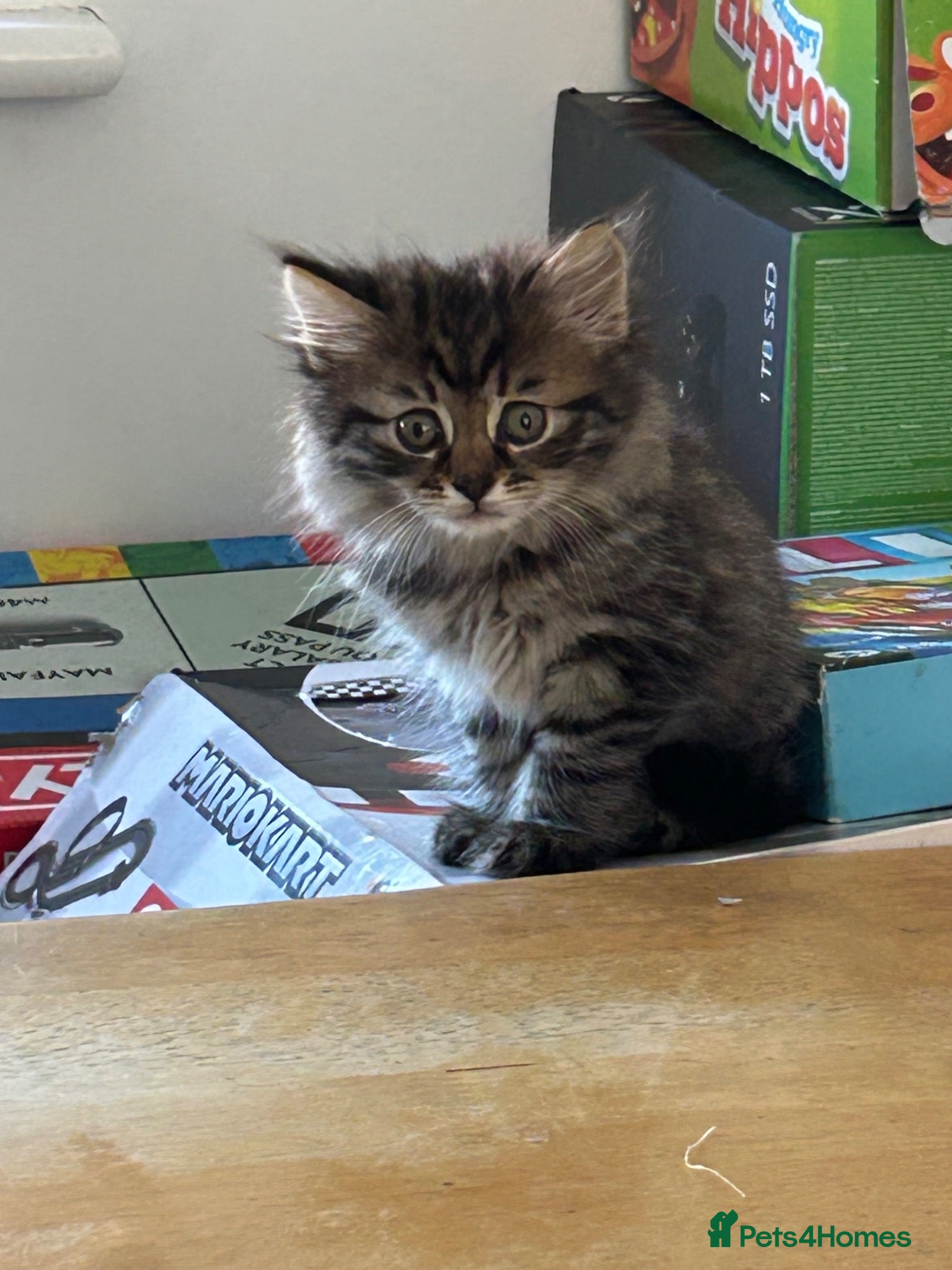 Mixed Breed cats Kittens  - Advert 1