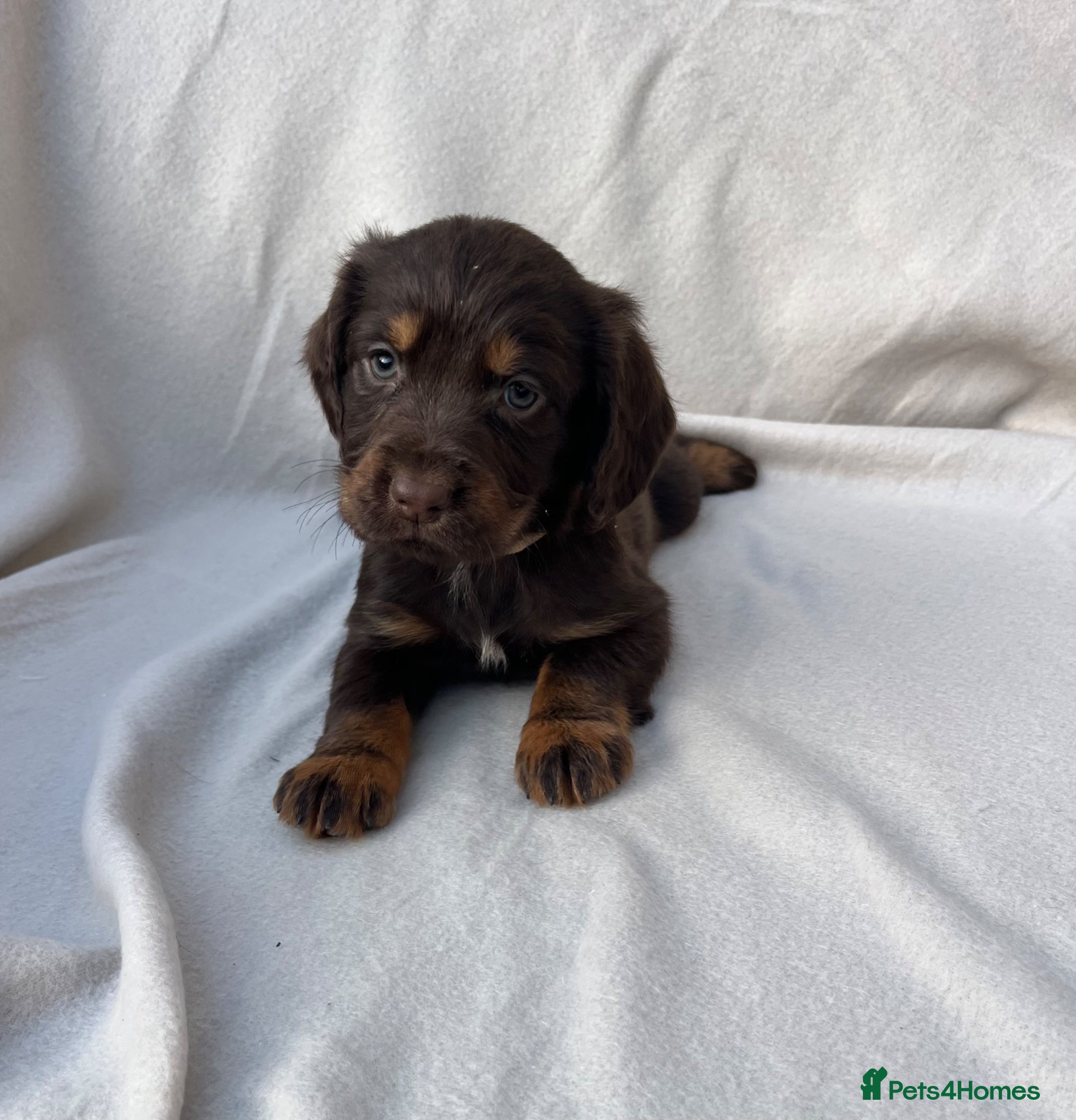 Cocker Spaniel dogs EXTENSIVELY HEALTH TESTED COCKER SPANIEL PUPPIES  - Advert 1