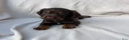 Cocker Spaniel dogs for sale: EXTENSIVELY HEALTH TESTED COCKER SPANIEL PUPPIES  - Advert 2