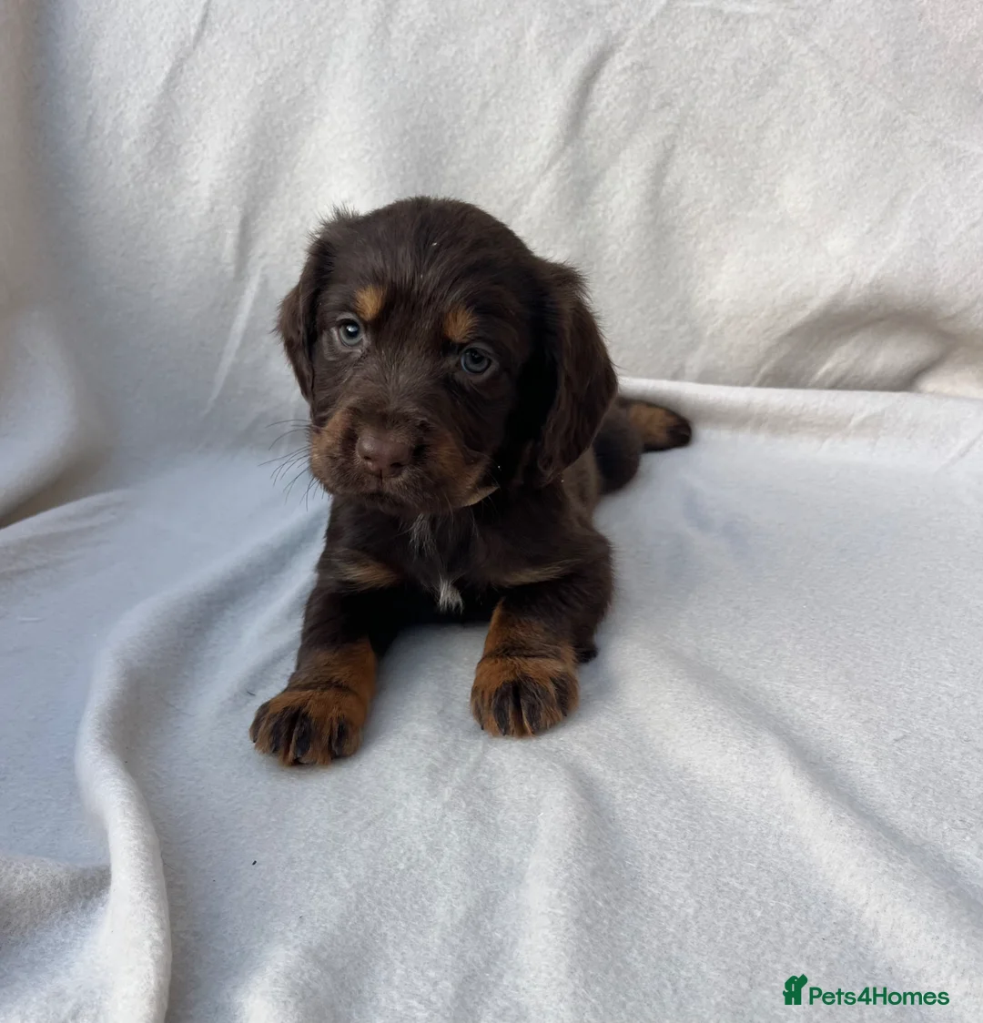 Cocker Spaniel dogs for sale: EXTENSIVELY HEALTH TESTED COCKER SPANIEL PUPPIES  - Advert 2