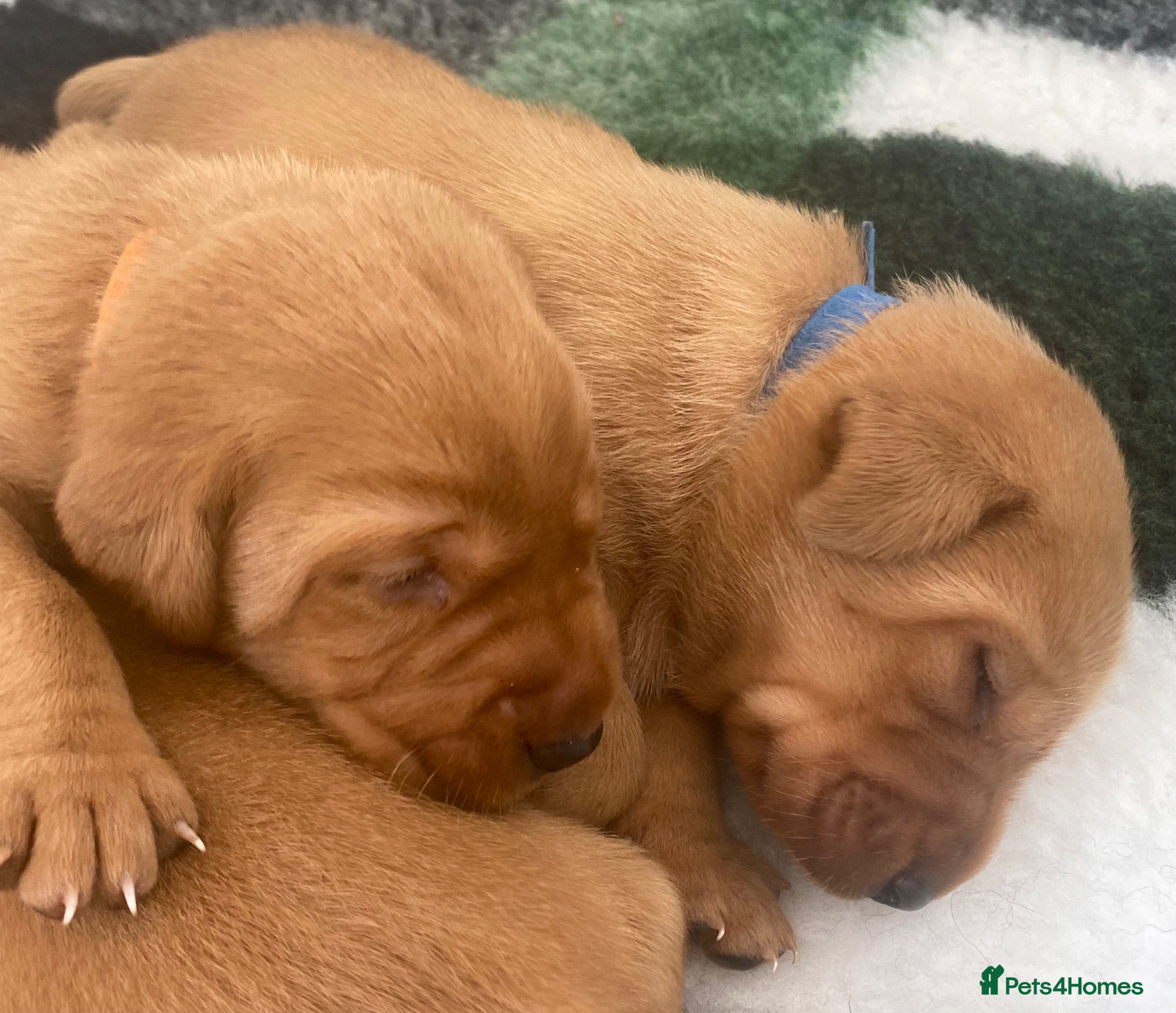 Labrador Retriever dogs BEAUTIFUL KC TRUE FOX RED LABRADOR PUPS  - Advert 1