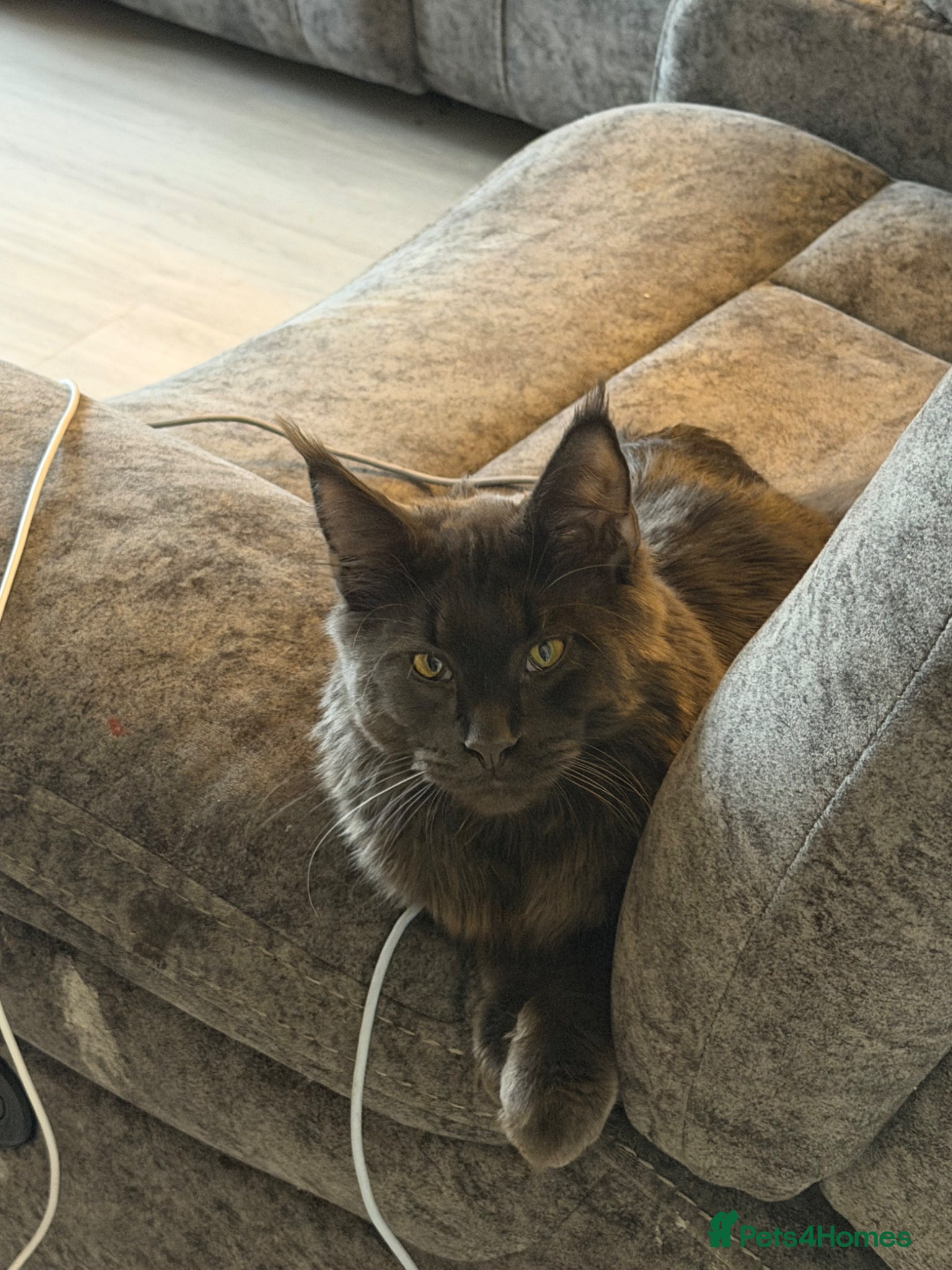 Maine Coon cats for stud: Mainecoon stud - Advert 4